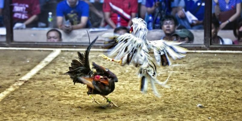 lucky8 qq88 bắn cá
